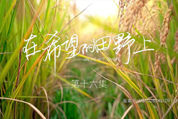 在希望的田野上 16